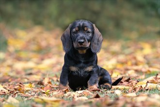 Roughhaired dachshund (Canis lupus familiaris) Puppy