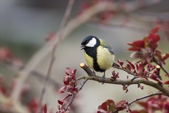 Great Tit (Parus major)