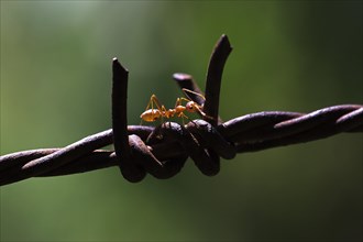 Asian Weaver Ant (Oecophylla smaragdina) on barbed wire