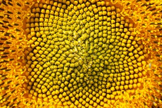Seed head of a Sunflower (Helianthus annuus)