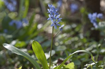 Blooming Two-leaf Squill or Alpine Squill (Scilla bifolia)