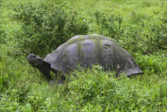 Galapagos Giant Tortoise (Chelonoidis nigra)
