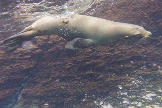 Galapagos Sea Lion (Zalophus wollebaeki) under water