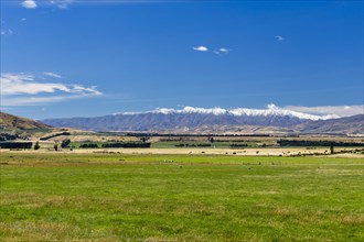 Pasture in Central Otago with the snow-capped St. Bathans Range