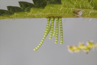 Long strings of eggs from the Map butterfly (Araschnia levana) on a nettle leaf