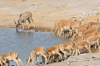 Greater Kudus (Tragelaphus strepsiceros) and Black-faced Impalas (Aepyceros melampus) drinking at the waterhole