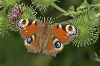 European Peacock or Peacock Butterfly (Inachis io) in search of nectar on a Greater Burdock (Arctium lappa)