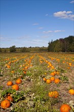 Pumpkins in the field at harvest time