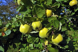 Pear Quince (Cydonia oblonga var.) on the tree