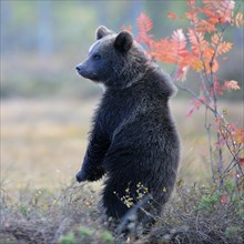 Brown Bear (Ursus arctos) cub standing on its hindlegs in the autumnally coloured taiga or boreal forest