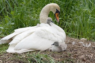 Mute Swan (Cygnus olor) on the nest with two cygnets