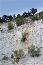 Late Jurassic or Malm layers on Arzberg Mountain in the geotope of Kottingwoerth Quarry