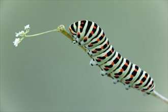 Caterpillar of an Old World Swallowtail butterfly (Papilio machaon)