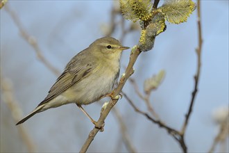 Willow Warbler (Phylloscopus trochilus) perched on a catkins bush