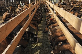 Dairy goats feeding in a barn on a organic farm