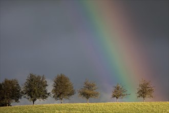 Rainbow behind a row of trees