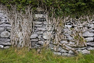 Old brick wall overgrown with ivy roots on Ballycarbery Castle