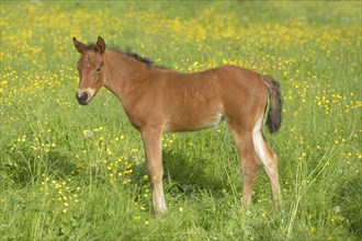 Connemara pony foal