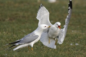 Common Gull or Mew Gull (Larus canus) gulls in a turf war in the breeding habitat
