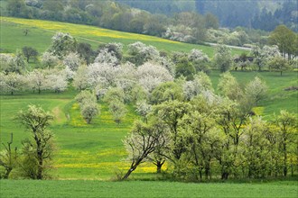 Spring landscape with flowering cherry trees (Prunus avium)