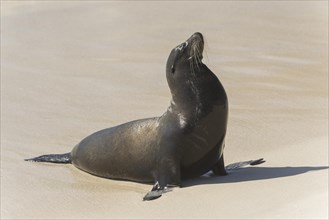 Galapagos Sea Lion (Zalophus wollebaeki) on the beach