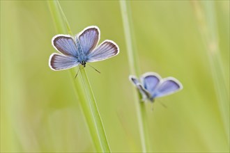 Common Blue (Polyommatus icarus) two butterflies perched on blades of grass
