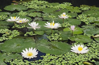 Water lilies (Nymphaea)