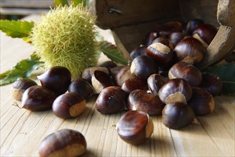 Organic chestnuts (Castanea sativa)