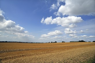 Large harvested wheat field with a cloudy sky