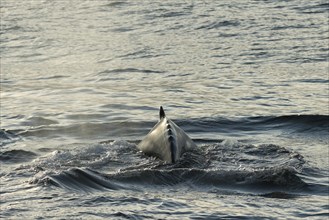 Humpback Whale (Megaptera novaeangliae) on the water surface