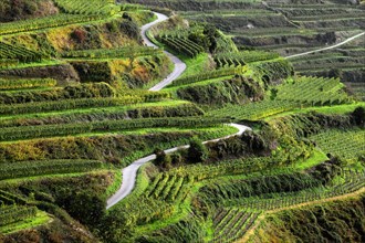 Road through vineyards in autumn