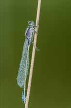 Blue-tailed damselfly (Ischnura elegans) with morning dew at Halm