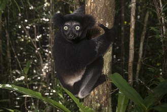Indri (Indri Indri) climbs the tree