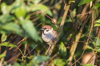 Tree Sparrow (Passer montanus)