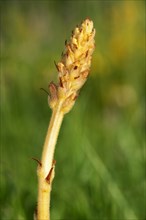 Knapweed Broomrape or Tall Broomrape (Orobanche elatior)