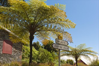 Tree ferns (Cyatheales) and direction signs