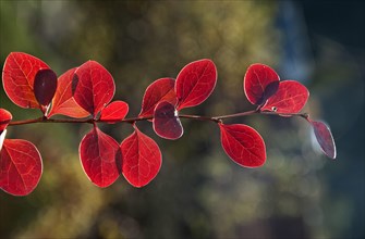 Red Leaf Japanese Barberry (Berberis thunbergii atropurpurea)