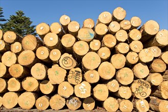 Pile of logs in a wood factory