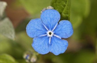 Creeping Navelwort or Blue-eyed Mary (Omphalodes verna)