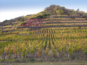 Vineyard with vines on steep slopes and terraces in autumn