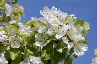 Apple blossoms (Malus sp. Hybrids Mill.)