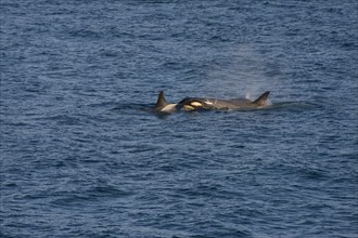 Killer Whales or Orca (Orcinus orca)