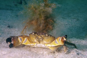 Warty crab or Yellow crab (Eriphia verrucosa)