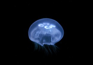 Moon jellyfish saucer jelly (Aurelia aurita)