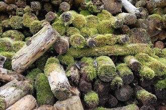 Woodpile covered with moss