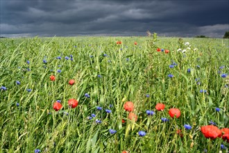 Grain field with poppy flowers in front of an approaching thunderstorm