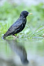 Starling (Sturnus vulgaris) standing beside a pond