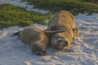 Two Galapagos Sea Lions (Zalophus wollebaeki) lying in the sand