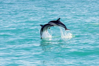 Two Hector's Dolphins (Cephalorhynchus hectori) meeting in the air while jumping out of the water