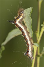 Caterpillar of a Grey Dagger Moth (Acronista psi) feeding on an Eared Sallow Bush (Salicetum auritae)